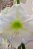 Amaryllis