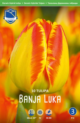 Keskiaikainen tulppaani, Darwin