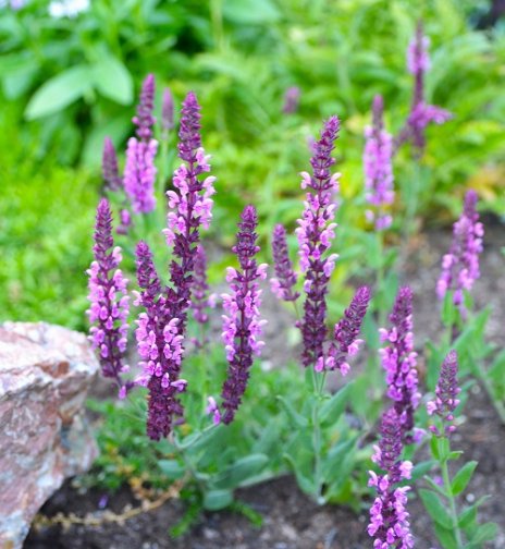 Kääpiöloistosalvia, juurakko